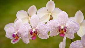 orchidej.jpg